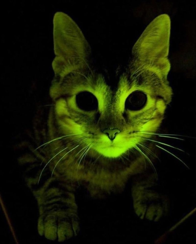 Glowing Cats