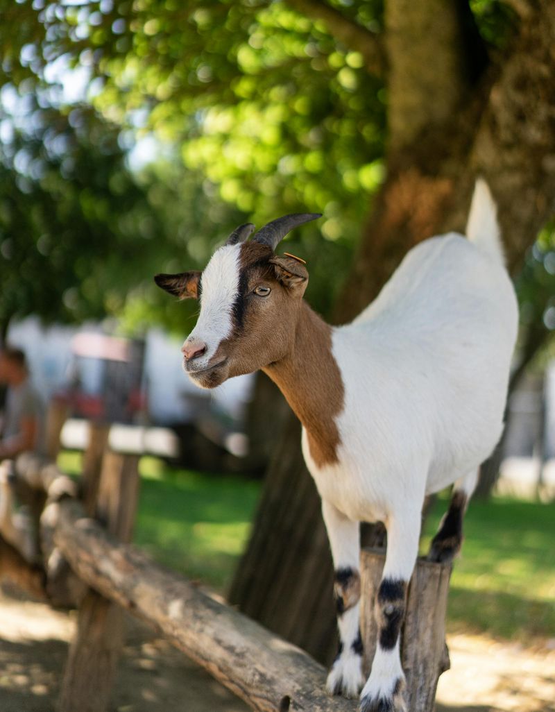 Goat Social Learning