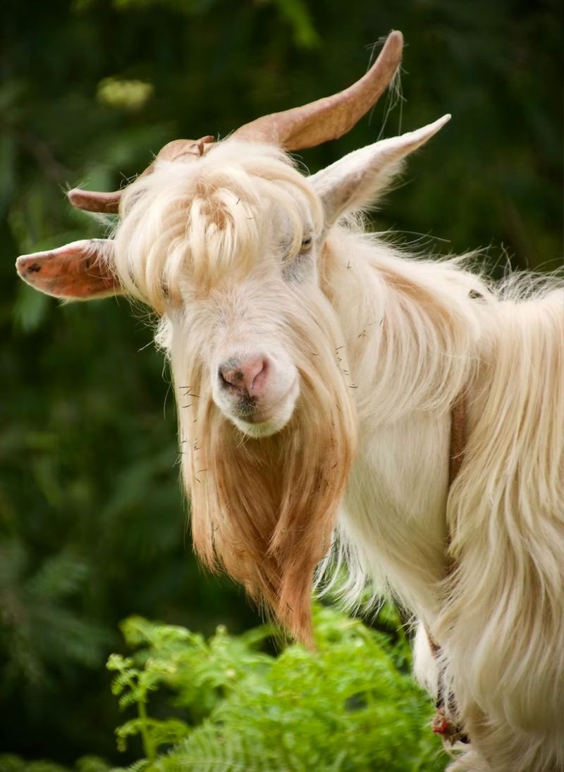 Goats Bleating for Attention