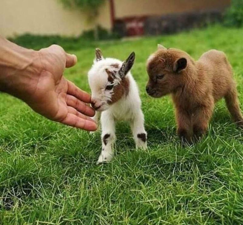 Goats (Miniature)