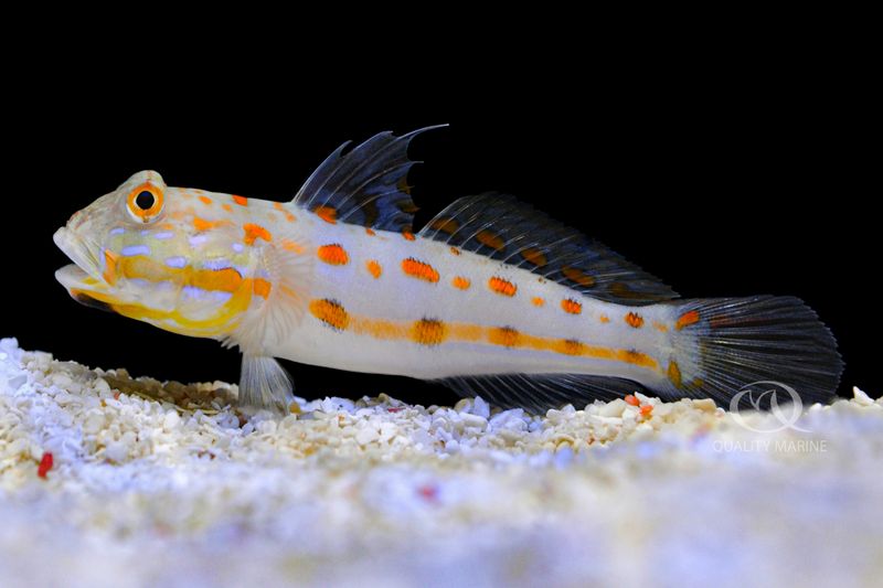 Goby