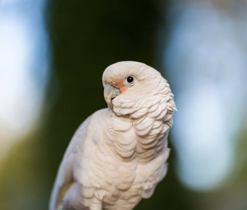 Goffin's Cockatoo