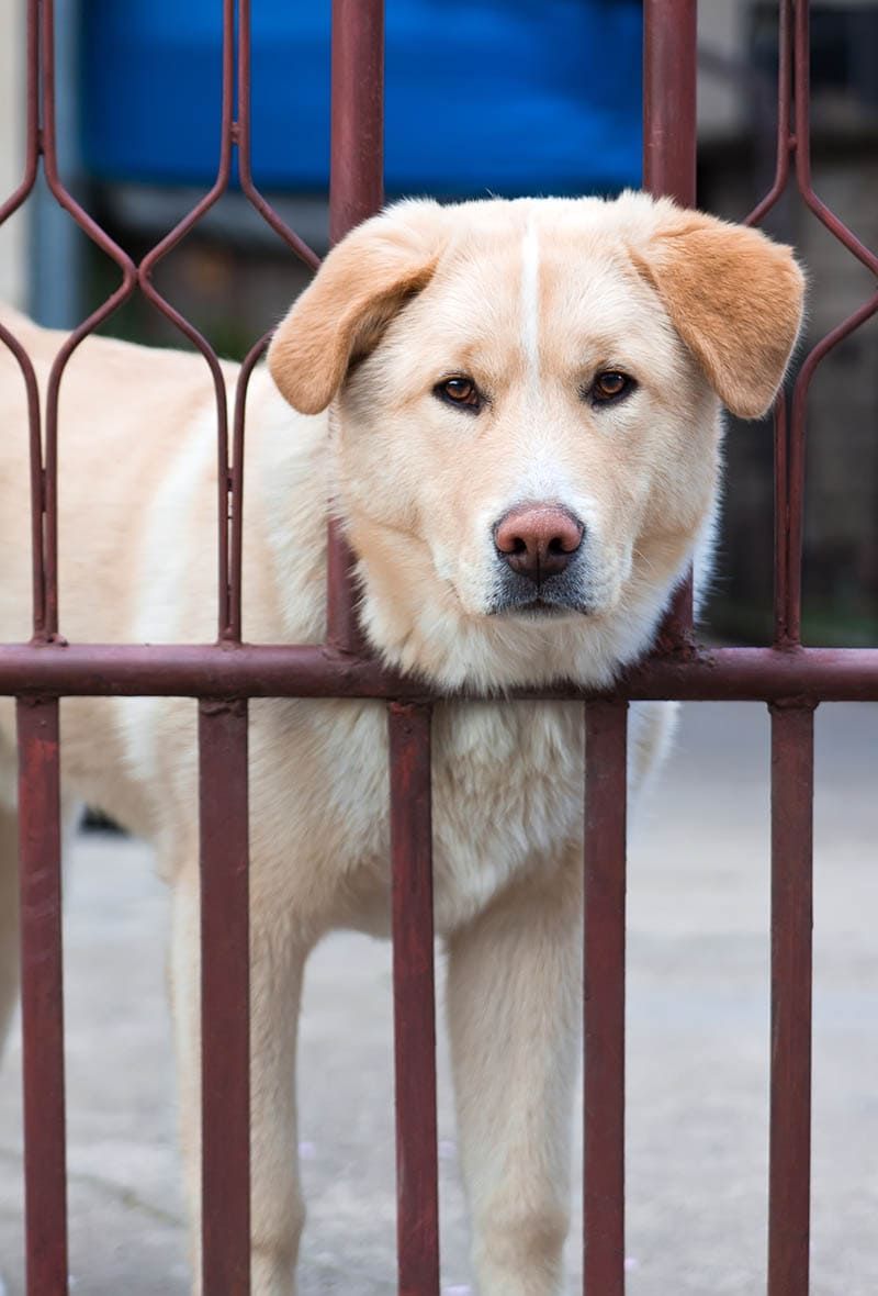 Golden Akita