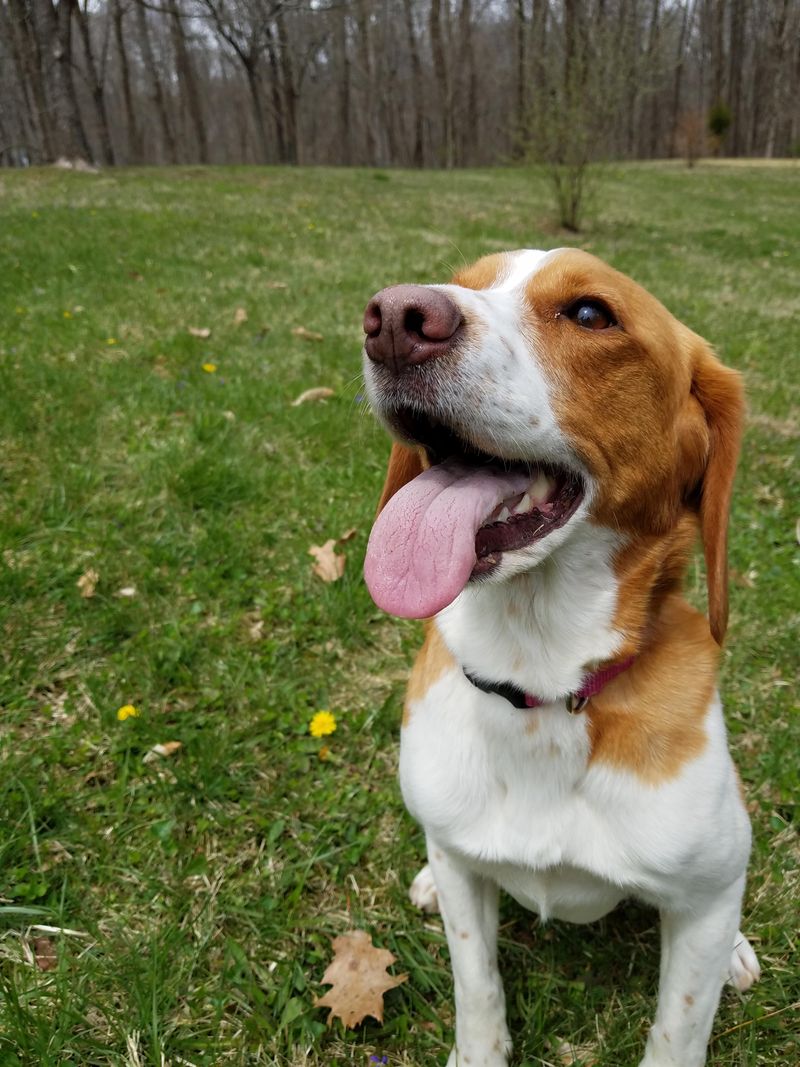 Golden Beagle