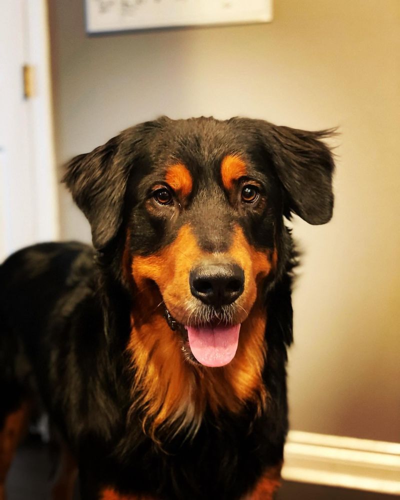 Golden Bernese