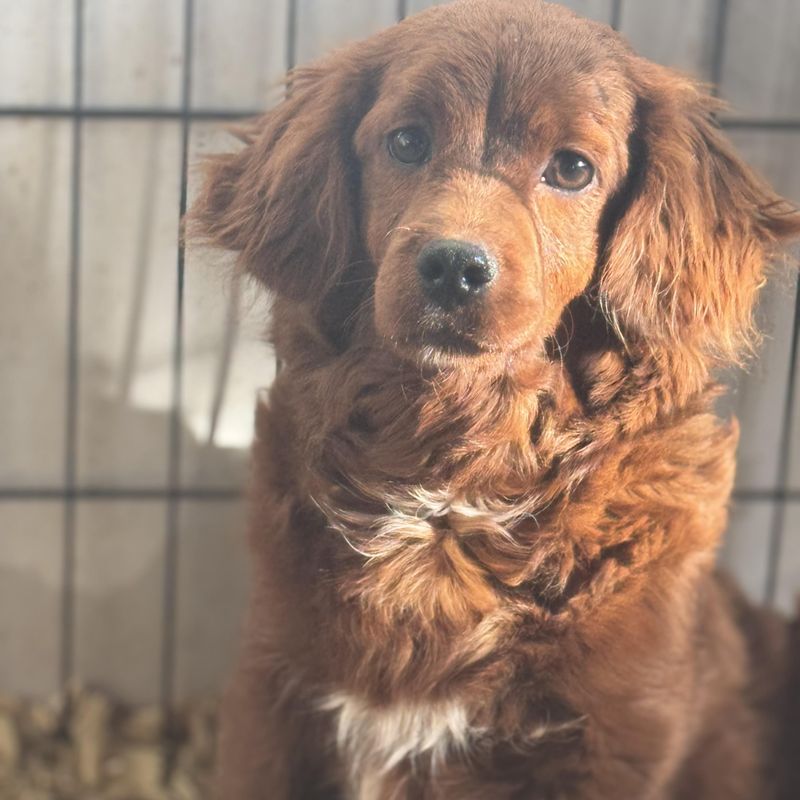 Golden Cavapoo