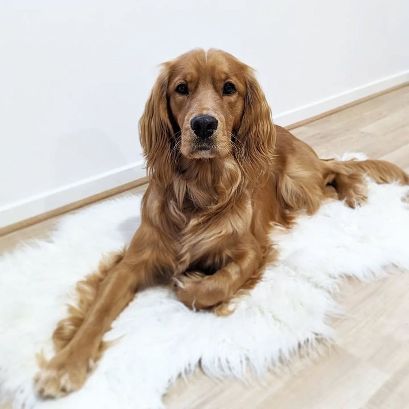 Golden Cocker Retriever