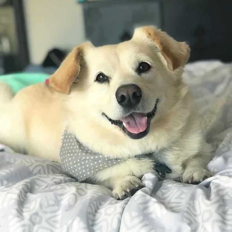 Golden Corgi