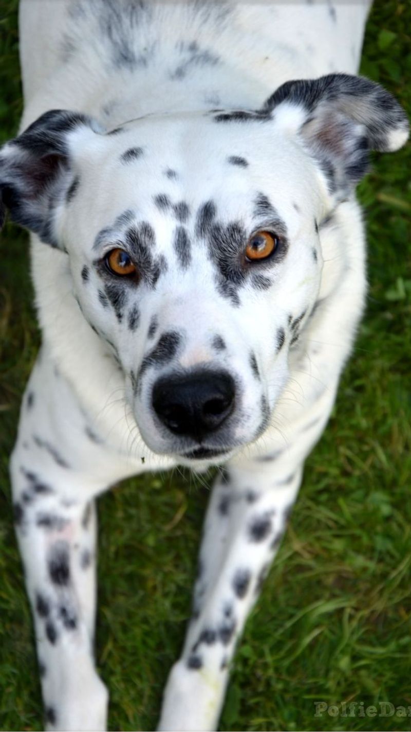 Golden Dalmatian