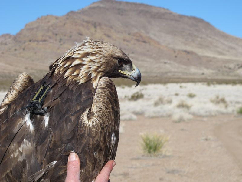 Golden Eagle