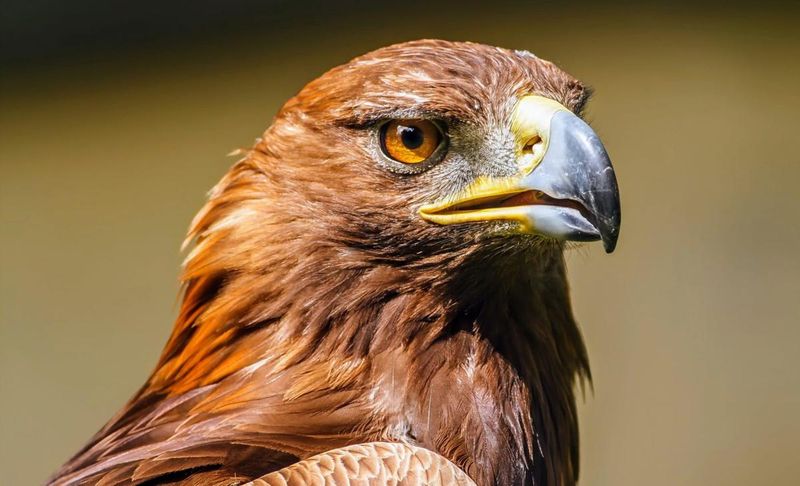 Golden Eagle