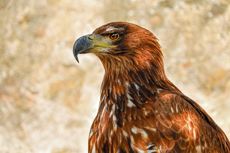 Golden Eagle