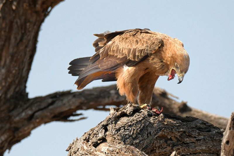 Golden Eagle