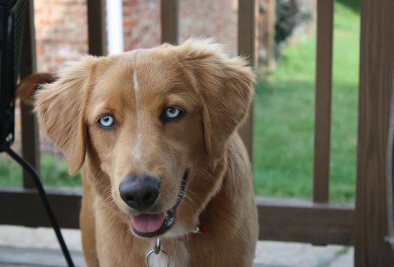 Golden Husky