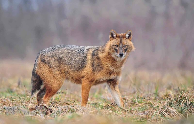 Golden Jackal