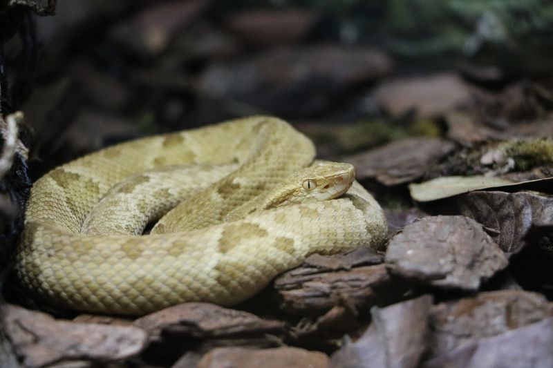 Golden Lancehead