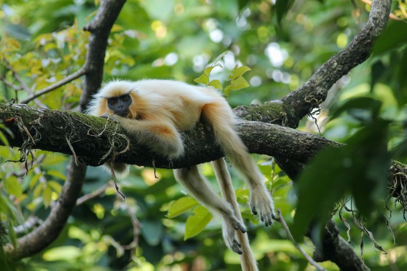 Golden Langur