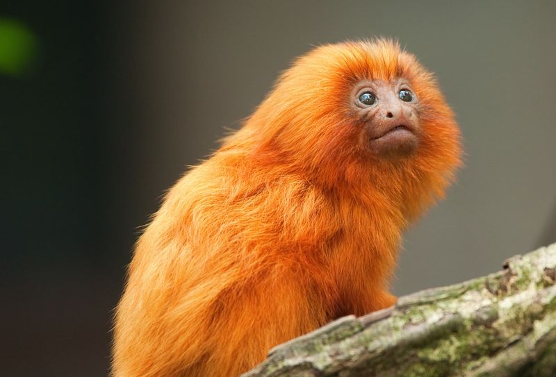 Golden Lion Tamarin