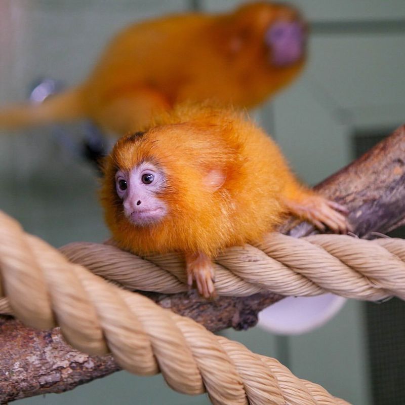 Golden Lion Tamarin