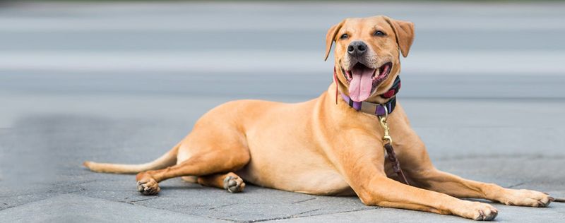 Golden Mastiff