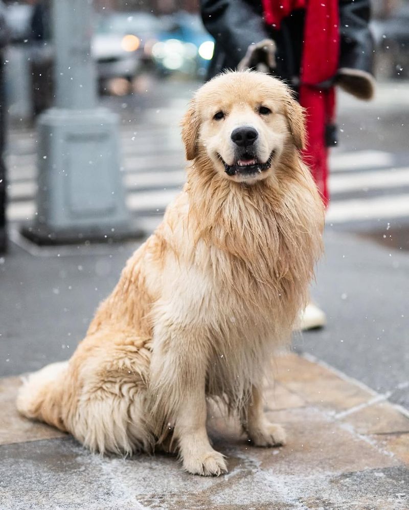 Golden Retriever