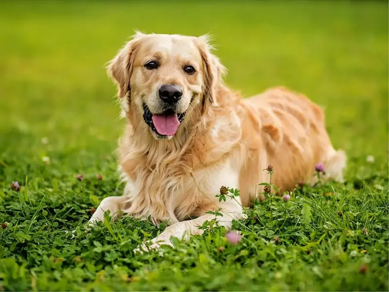 Golden Retriever