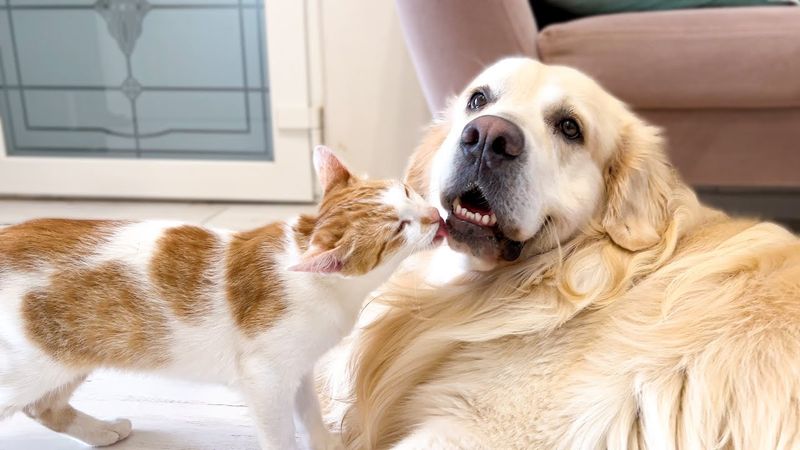 Golden Retrievers