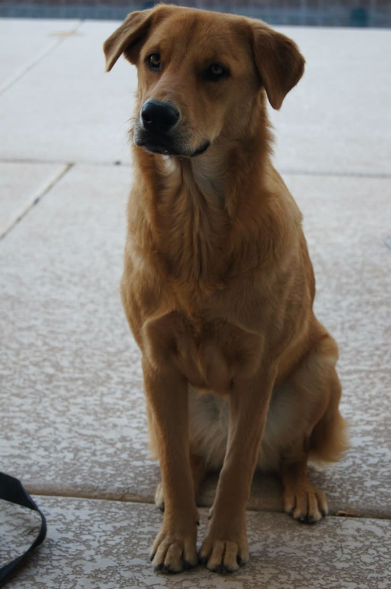 Golden Ridgeback