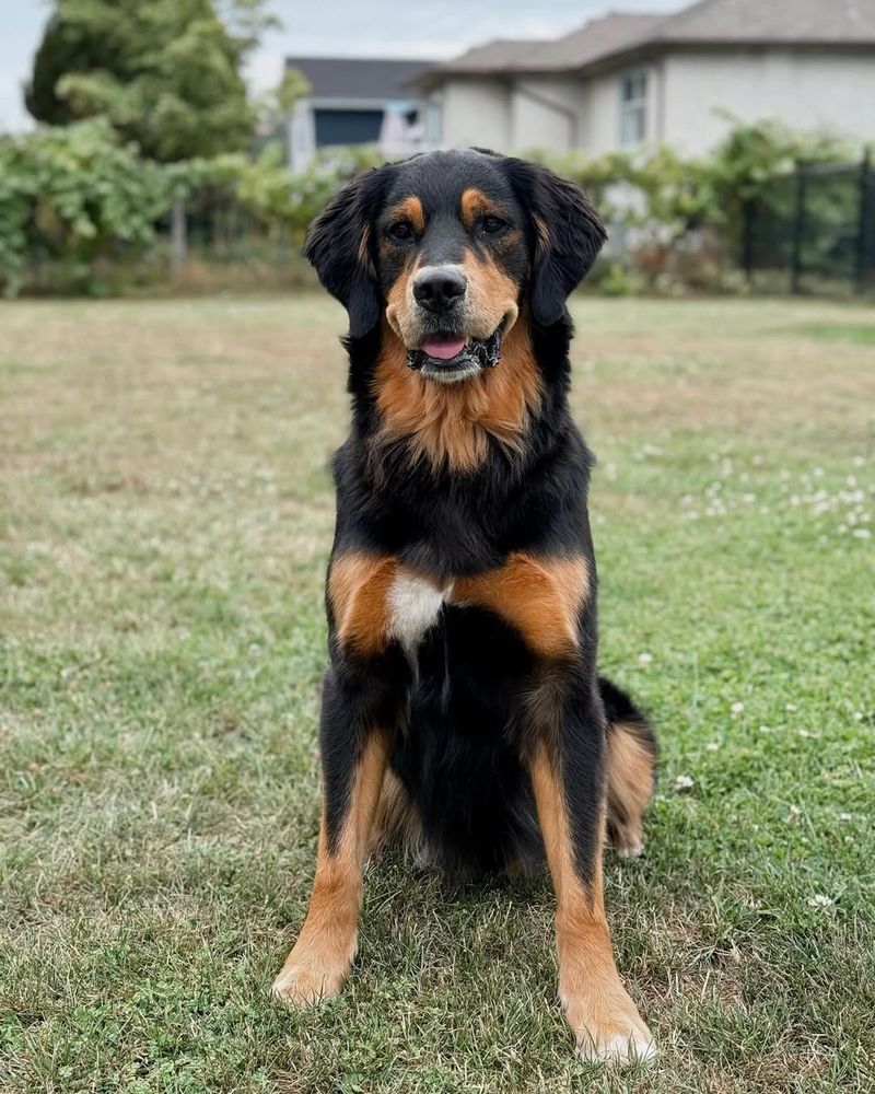 Golden Rottweiler