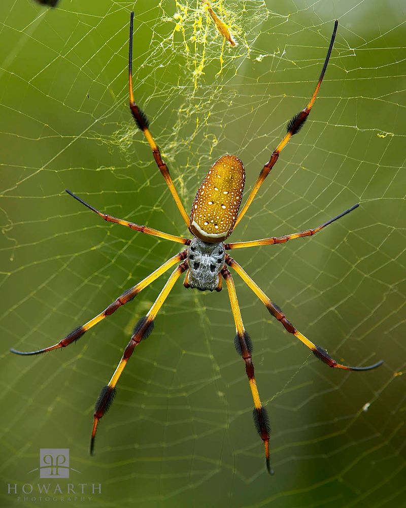 Golden Silk Orb-Weaver