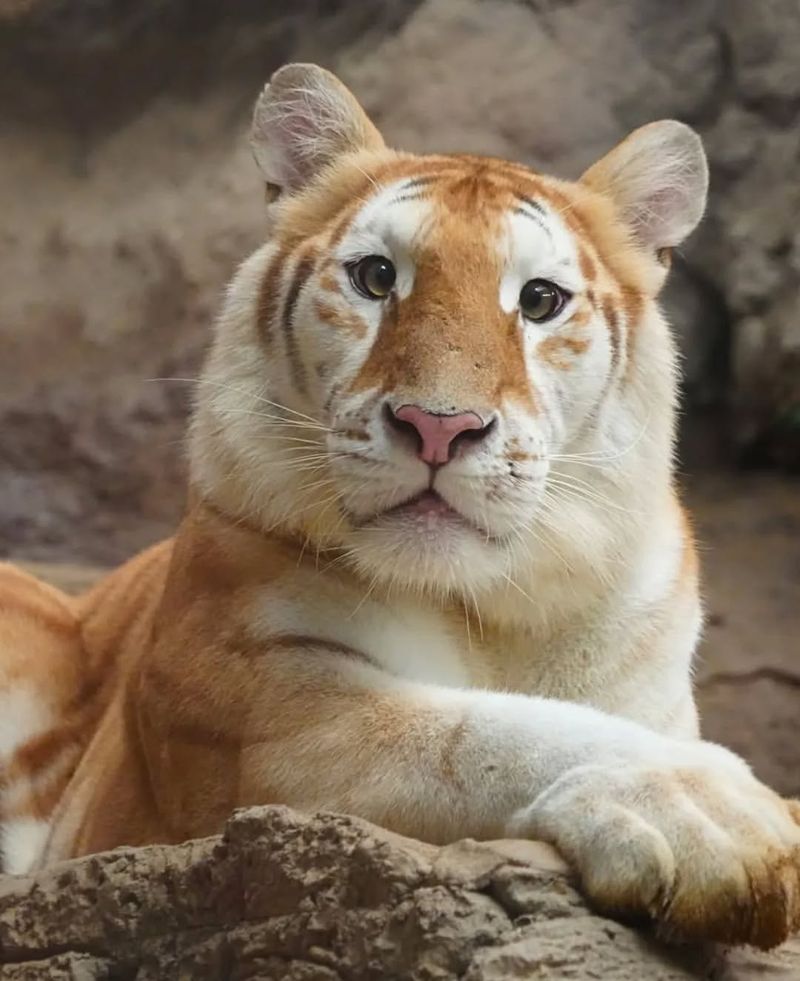 Golden Tabby Tiger