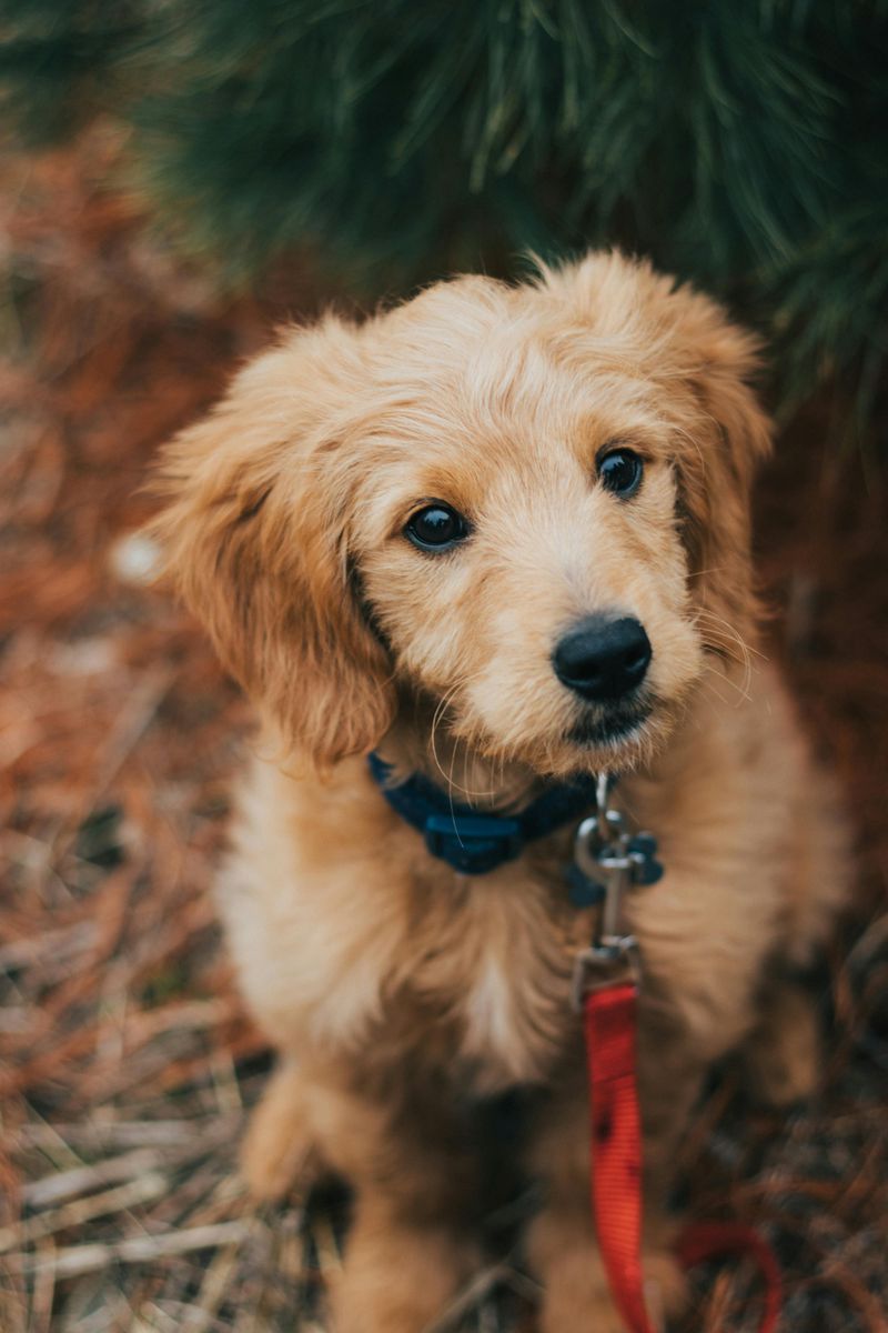 Goldendoodle