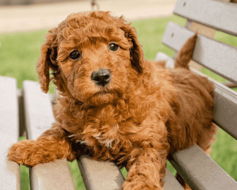 Goldendoodle