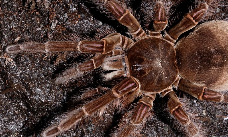 Goliath Birdeater Tarantula