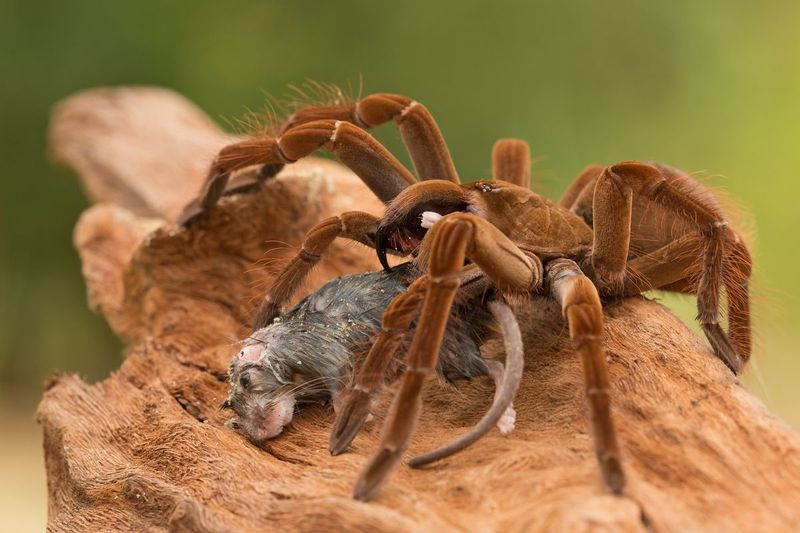 Goliath Birdeater