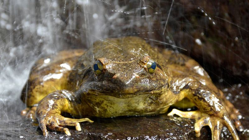 Goliath Frog