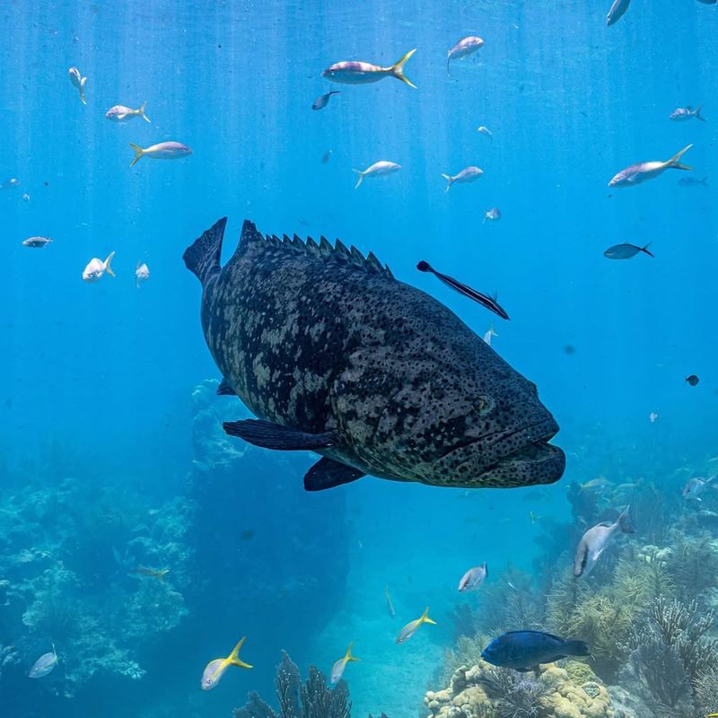 Goliath Grouper (Epinephelus itajara)