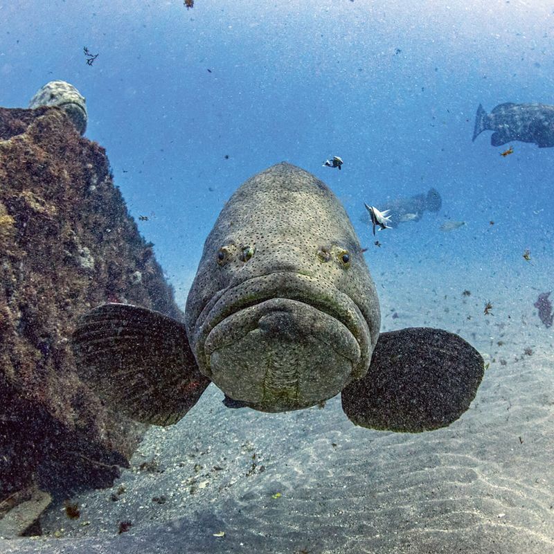 Goliath Grouper