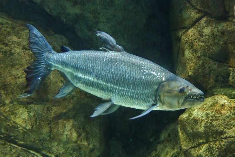 Goliath Tigerfish