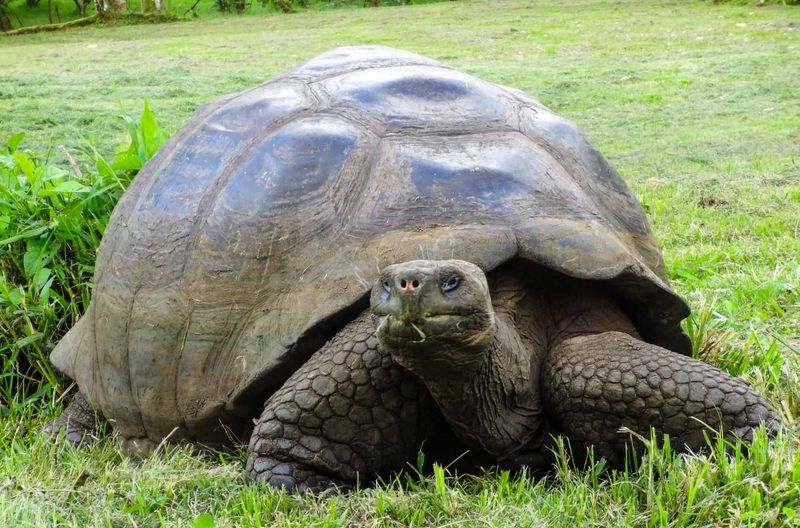 Goliath the Galápagos Giant Tortoise