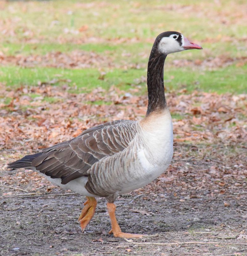 Goose