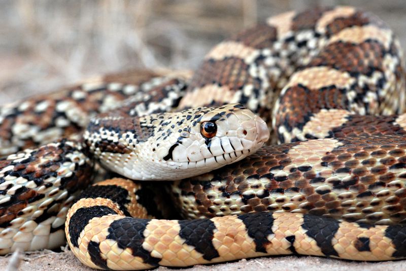 Gopher Snake