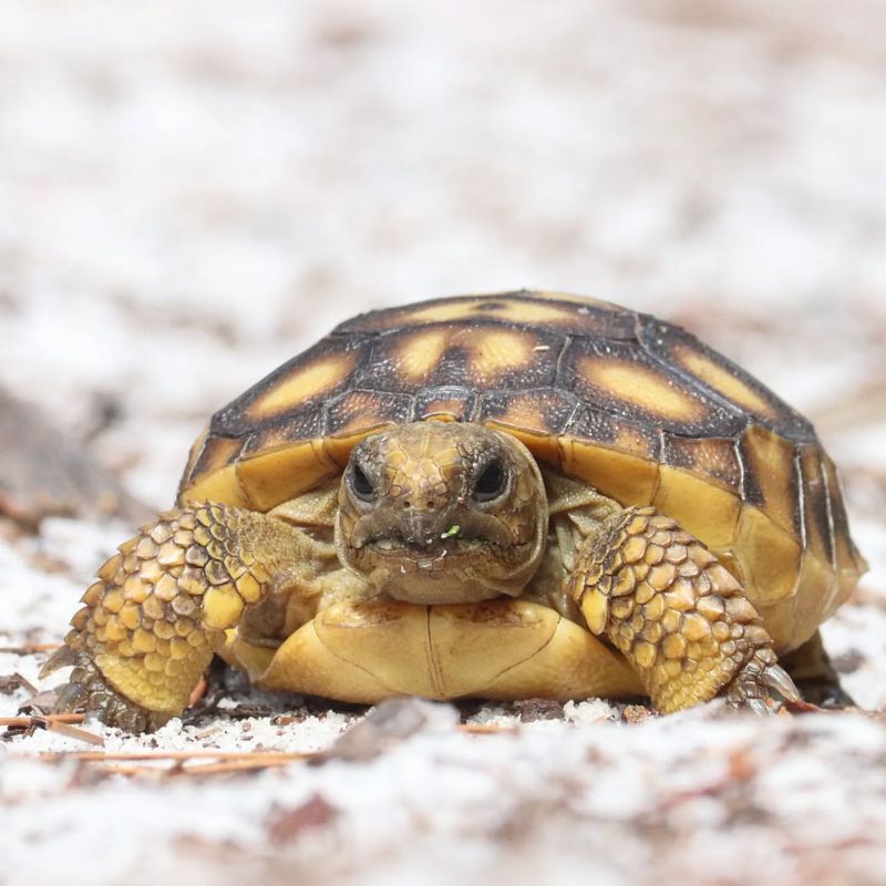 Gopher Tortoise