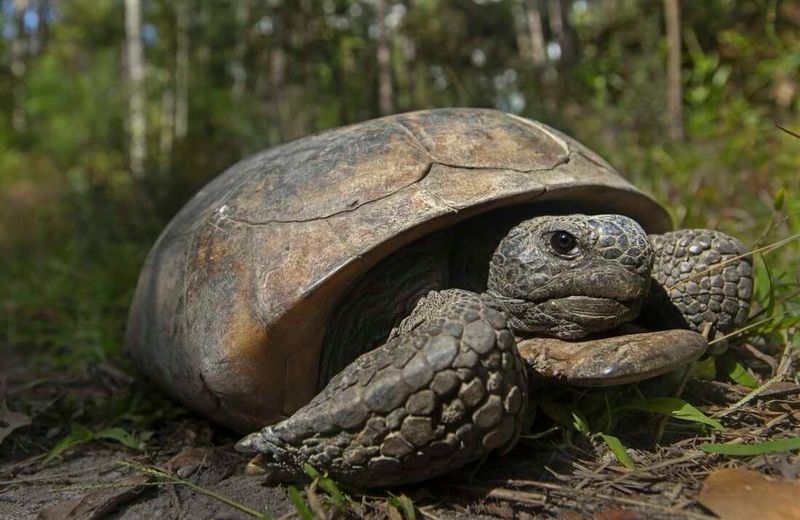 Gopher Tortoise