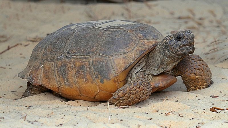 Gopher Tortoise