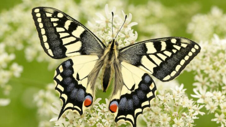 Gorgeous Butterflies