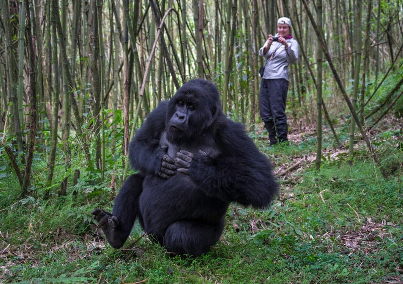 Gorilla Trekking in Rwanda