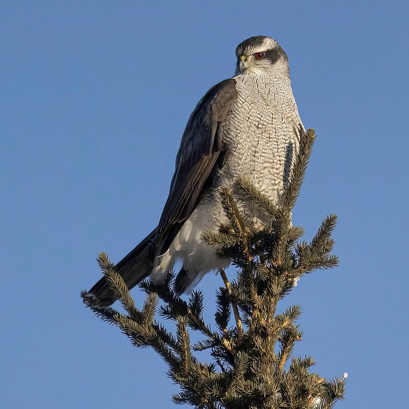 Goshawk