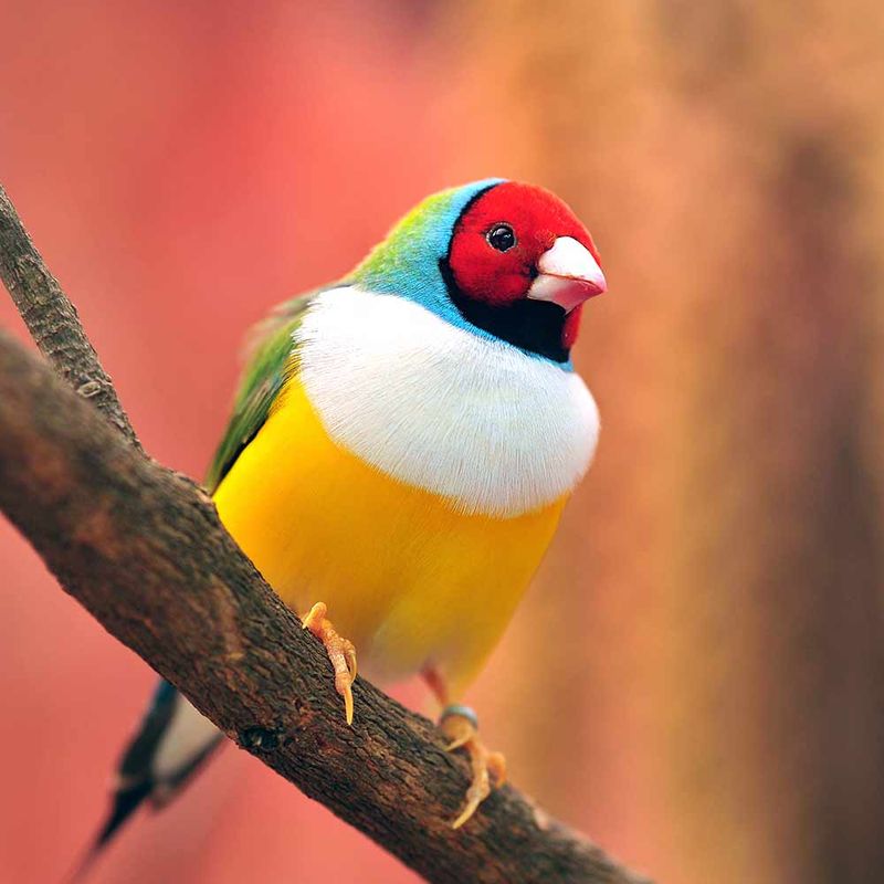 Gouldian Finch