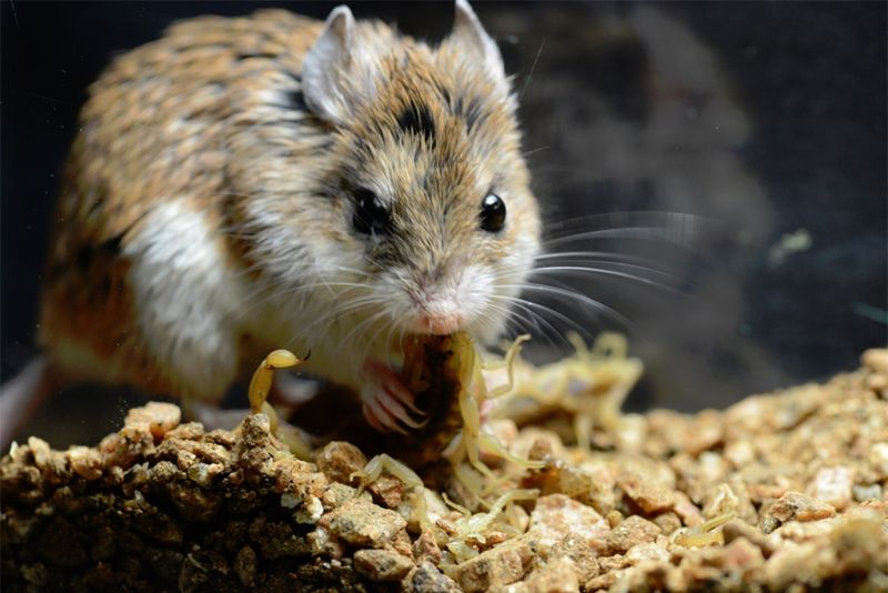 Grasshopper Mouse's Defensive Mechanisms